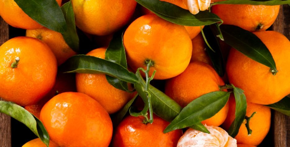 CLIMENTINAS (ΚΛΗΜΕΝΤΙΝΕΣ) : Ξεκινούν τέλη Οκτωβρίου παράλληλα με τις Ναβαλίνες με αποπρασινισμό και διαρκούν εώς και τα τέλη Δεκεμβρίου. NOVA (ΝΟΒΑ) : Αρχές Ιανουαρίου ξεκινάει η συγκομιδή για τα μανταρίνια NOVA. Τέλειο σχήμα και αναλογία, πλούσια σε χυμό και γεύση, διαρκούν έως τις 20 Φεβρουαρίου περίπου. ORTANIQUE (ΟΡΤΑΝΙΚ) : Ξεκινάει η κοπή στα μέσα Απριλίου και διαρκεί έως και τον Μάϊο. Κατάλληλα για μακρινούς προορισμούς και αποθήκευση λόγω του σκληρού φλοιού τους.