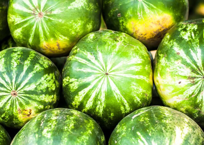 Αρχίζοντας με πρώϊμες παραγωγές περίπου στα μέσα Απριλίου, με καρπούζια θερμοκηπίου και συνεχίζοντας με υπαίθρια καρπούζια έως και τα τέλη Αυγούστου. Τα καρπούζια πλένονται, καλιμπράρονται και έπειτα συσκευάζονται σε BINS (ΜΠΙΝΣ) 200 Kg – 400 Kg είτε σε χαρτοκιβώτια 20 Kg.
