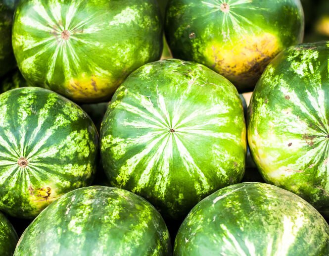 Αρχίζοντας με πρώϊμες παραγωγές περίπου στα μέσα Απριλίου, με καρπούζια θερμοκηπίου και συνεχίζοντας με υπαίθρια καρπούζια έως και τα τέλη Αυγούστου. Τα καρπούζια πλένονται, καλιμπράρονται και έπειτα συσκευάζονται σε BINS (ΜΠΙΝΣ) 200 Kg – 400 Kg είτε σε χαρτοκιβώτια 20 Kg.