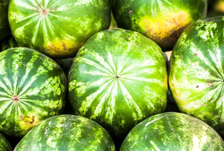 Αρχίζοντας με πρώϊμες παραγωγές περίπου στα μέσα Απριλίου, με καρπούζια θερμοκηπίου και συνεχίζοντας με υπαίθρια καρπούζια έως και τα τέλη Αυγούστου. Τα καρπούζια πλένονται, καλιμπράρονται και έπειτα συσκευάζονται σε BINS (ΜΠΙΝΣ) 200 Kg – 400 Kg είτε σε χαρτοκιβώτια 20 Kg.