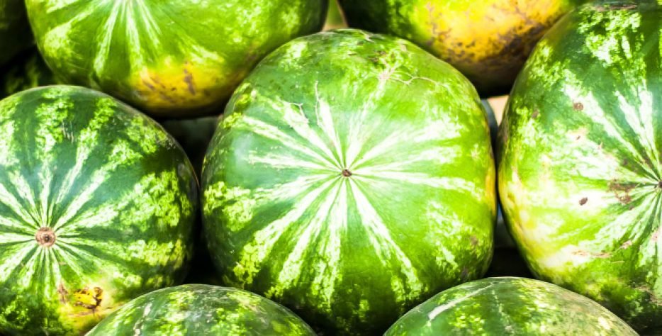 Αρχίζοντας με πρώϊμες παραγωγές περίπου στα μέσα Απριλίου, με καρπούζια θερμοκηπίου και συνεχίζοντας με υπαίθρια καρπούζια έως και τα τέλη Αυγούστου. Τα καρπούζια πλένονται, καλιμπράρονται και έπειτα συσκευάζονται σε BINS (ΜΠΙΝΣ) 200 Kg – 400 Kg είτε σε χαρτοκιβώτια 20 Kg.